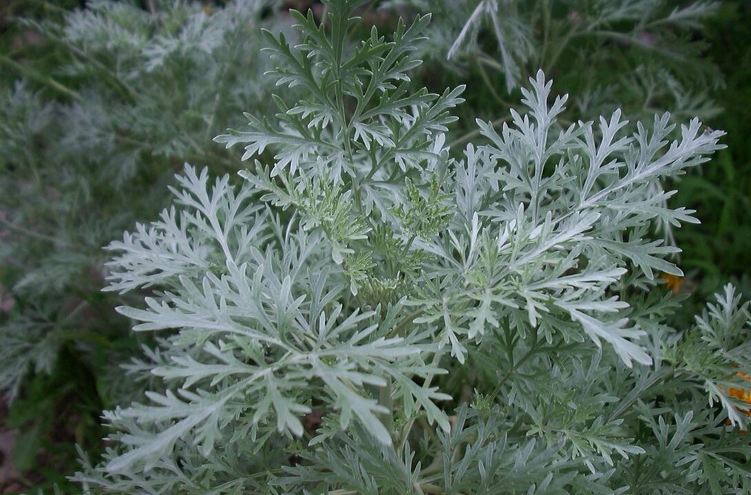 Wormwood împotriva venelor varicoase