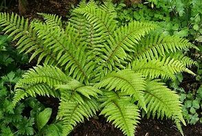 comprese pentru tratamentul varicelor